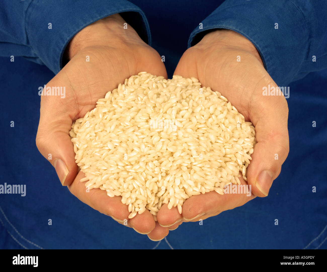 HOLDING ARBORIO / RISOTTO RICE Stock Photo Alamy