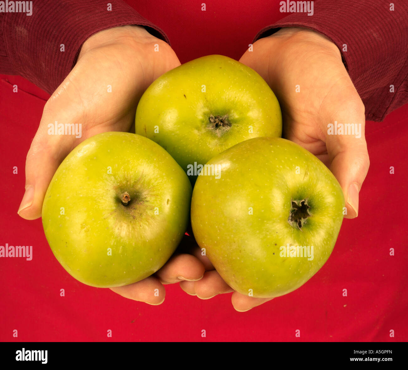 MAN HOLDING BRAMLEY COOKING APPLES Stock Photo Alamy