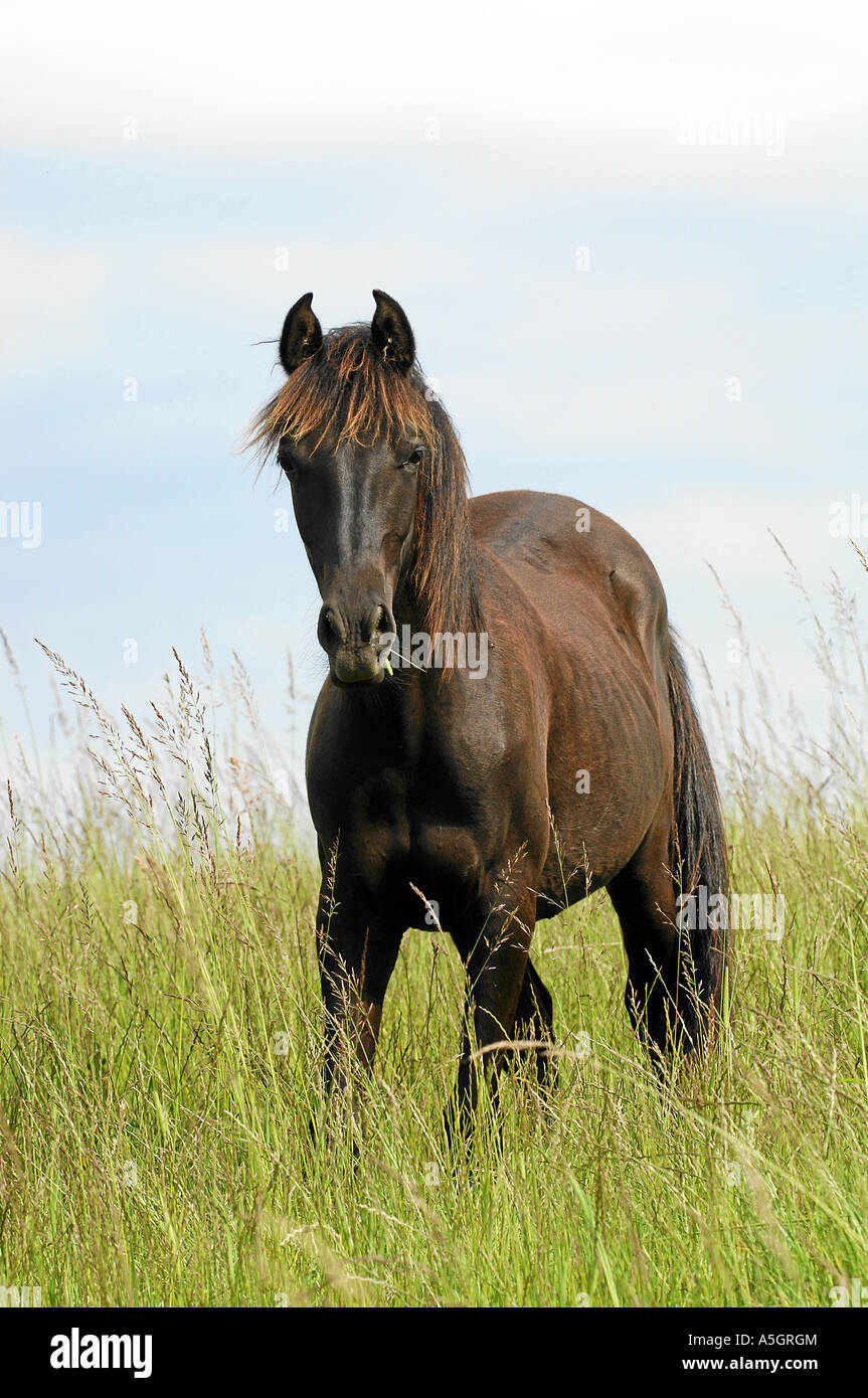 Friesian Horse Friesenpferd Stock Photo