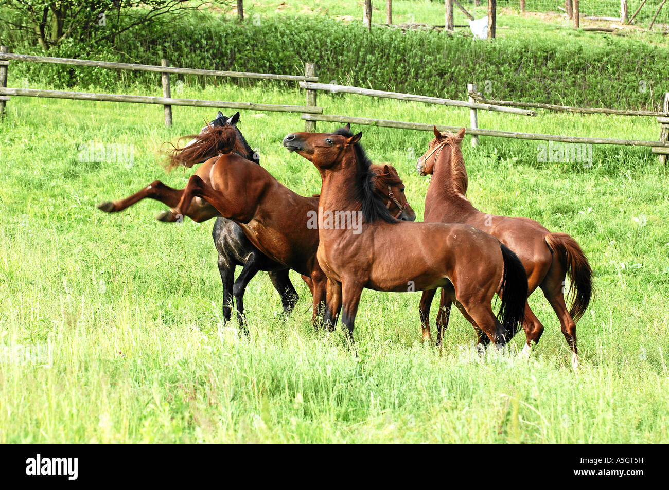Gidran Horse Gidranpferd Stock Photo