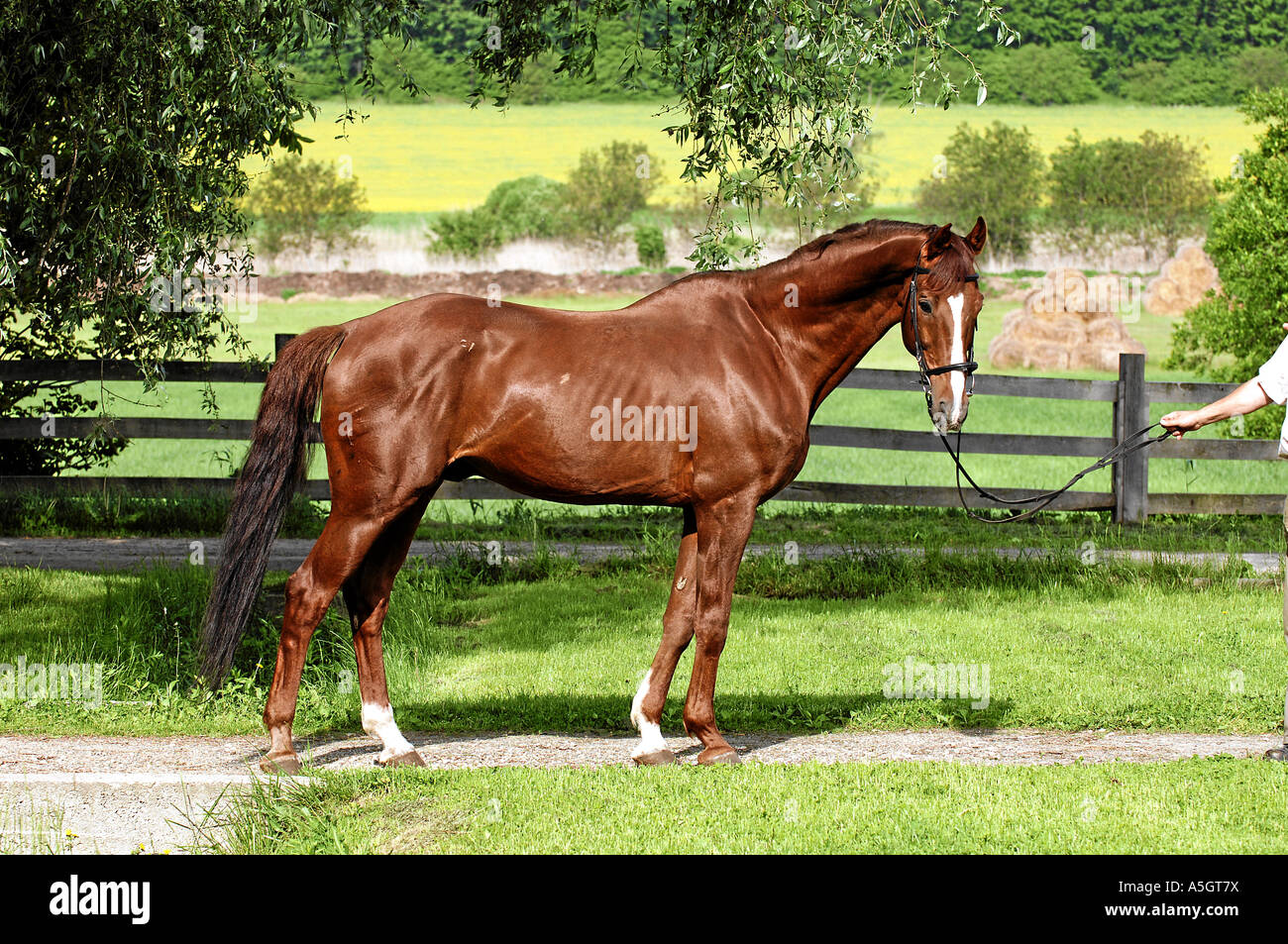 Gidran Horse Gidranpferd Stock Photo