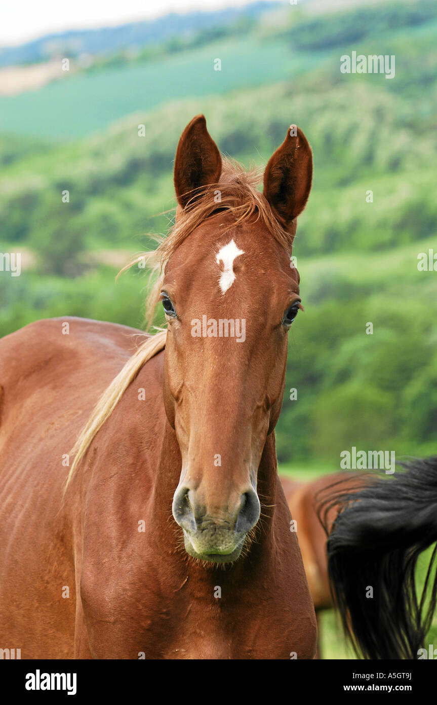 Gidran Horse Gidranpferd Stock Photo Alamy