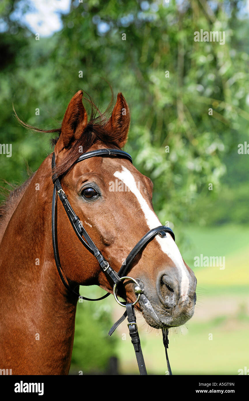 Gidran Horse Gidranpferd Stock Photo