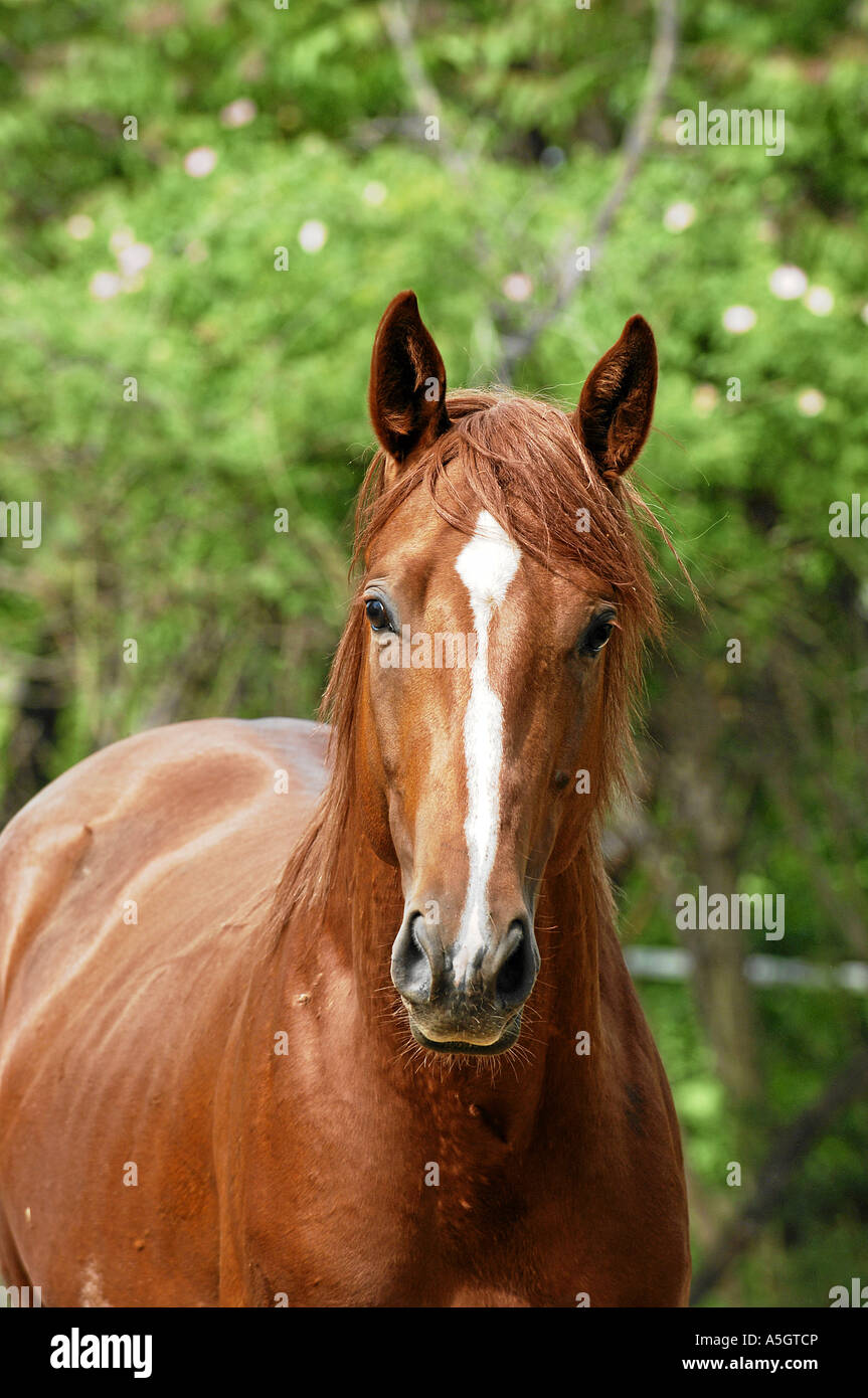 Gidran Horse Gidranpferd Stock Photo