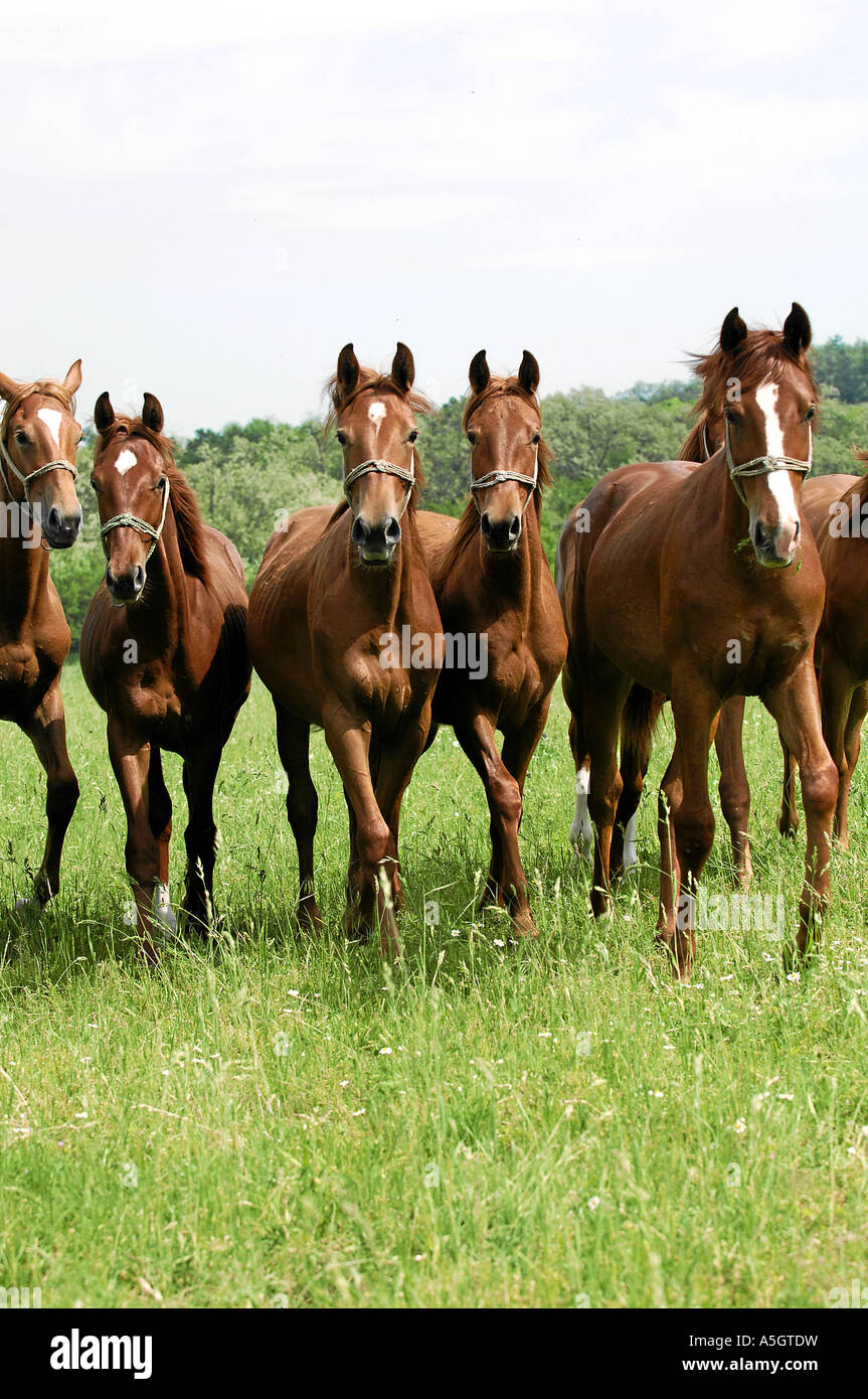 Gidran Horse Gidranpferd Stock Photo Alamy