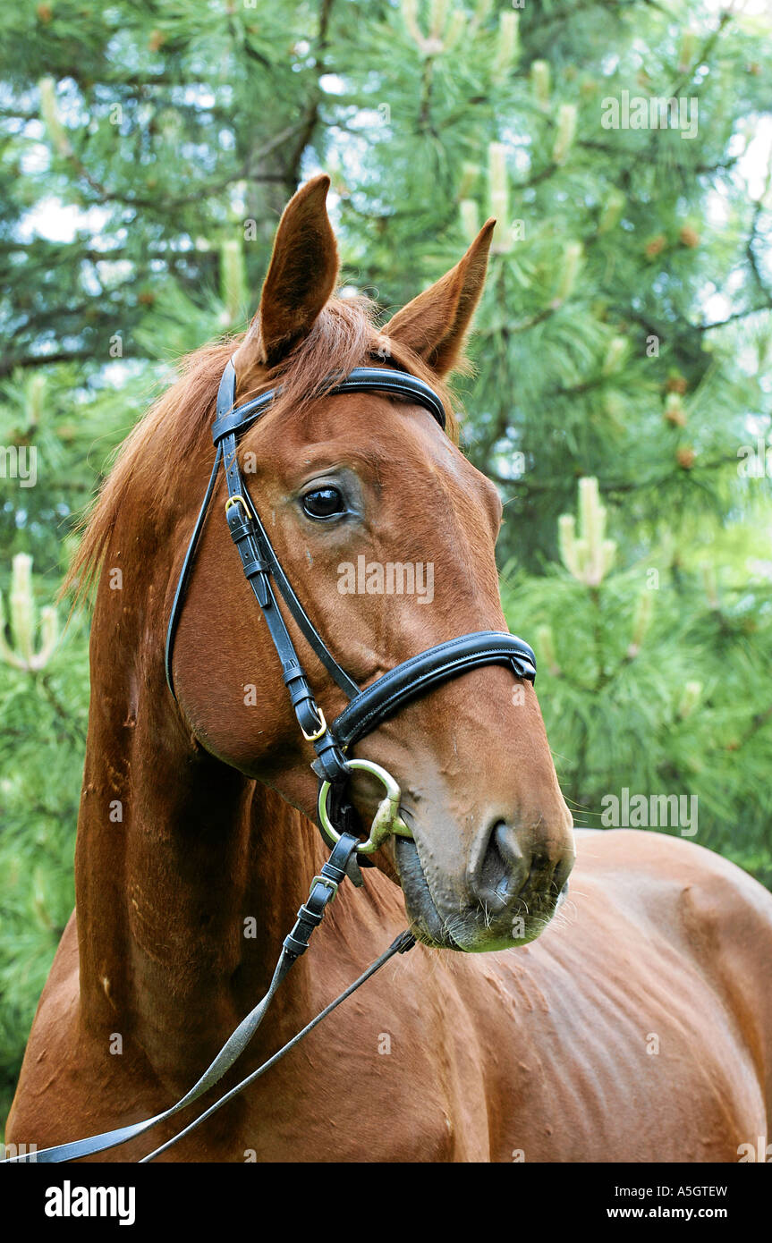 Gidran Horse Gidranpferd Stock Photo