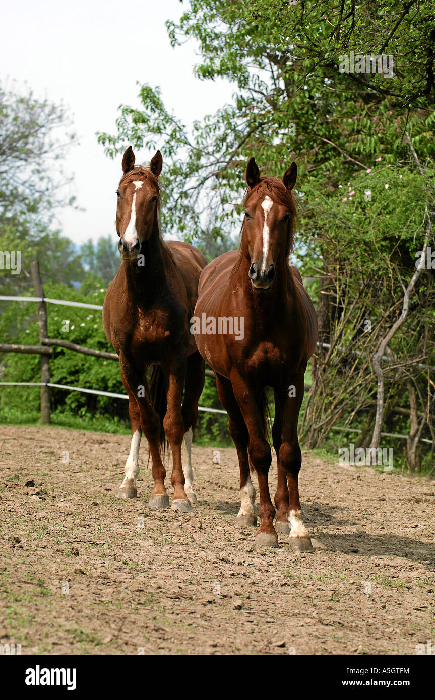 Gidran Horse Gidranpferd Stock Photo