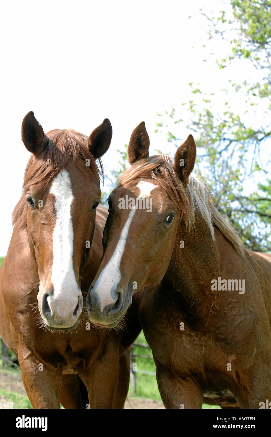 Gidran Horse Gidranpferd Stock Photo