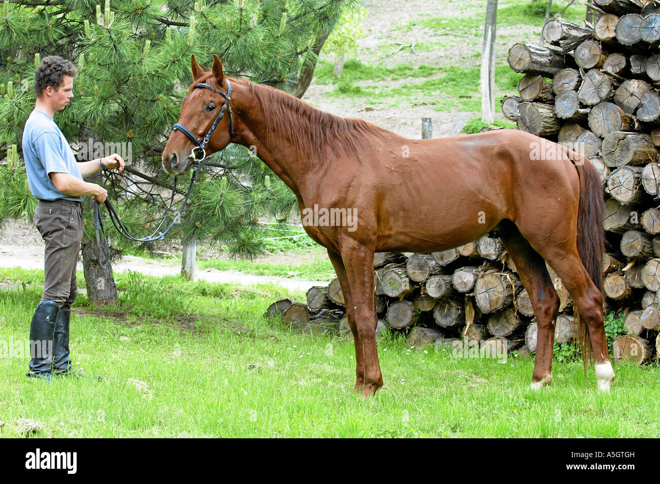 Gidran Horse Gidranpferd Stock Photo