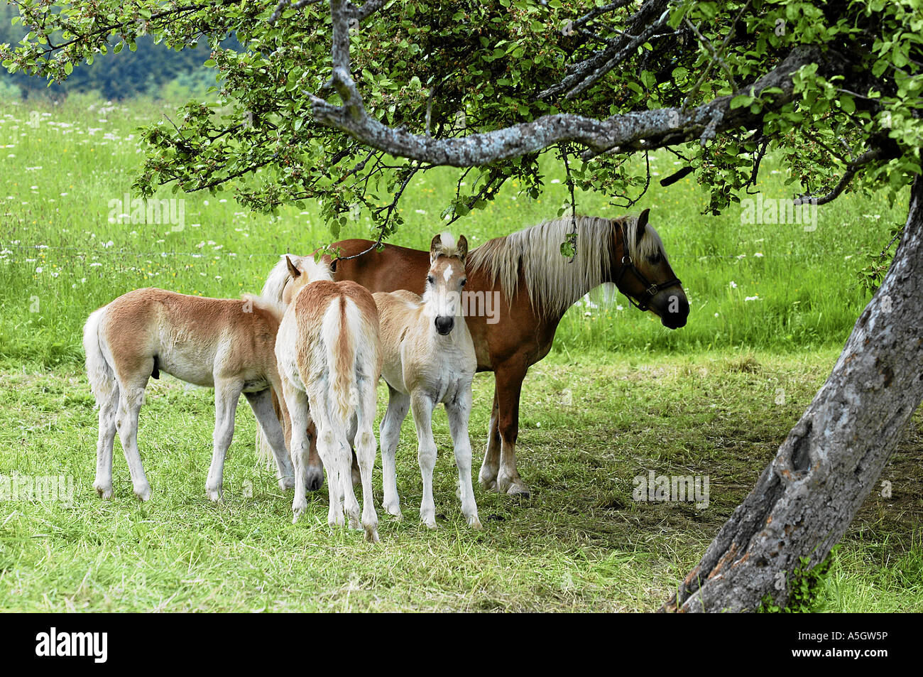 Haflinger Horse Tirol Austria Stock Photo Alamy