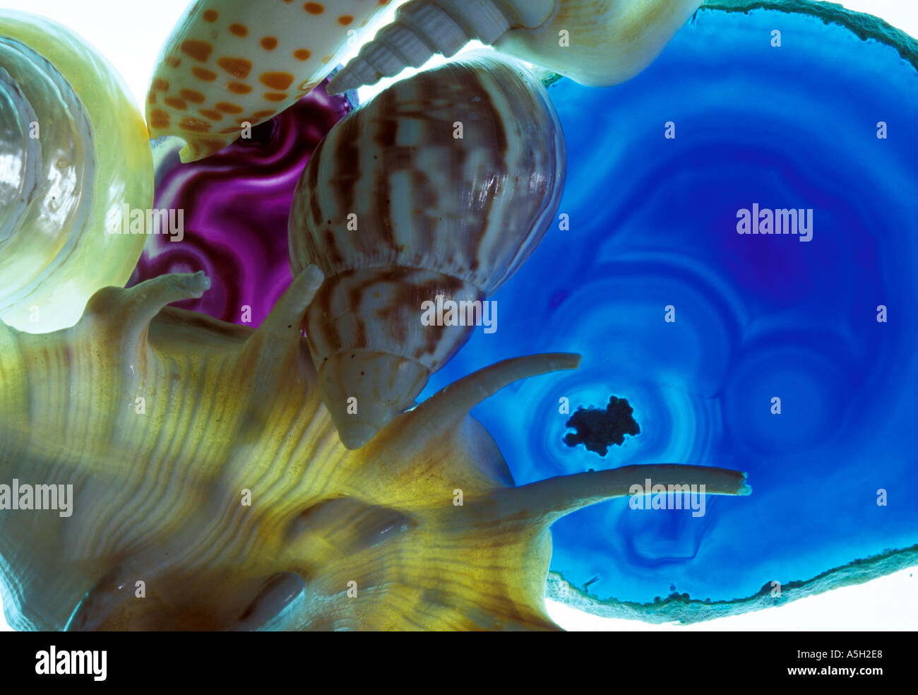 Shell Photography Abstract Abstract shells hi-res stock photography and images - Alamy