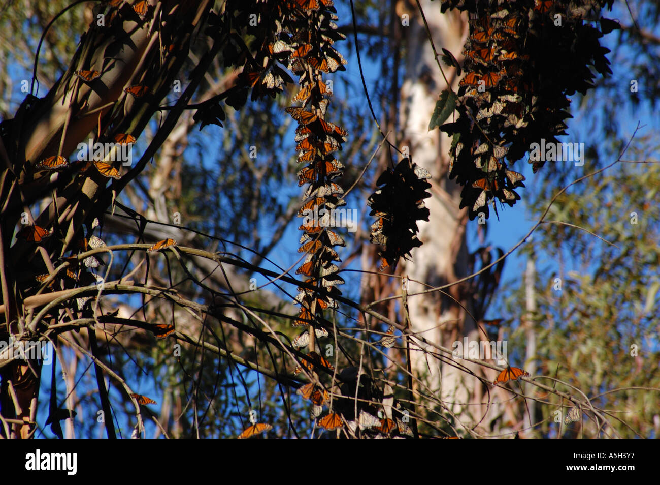 Goleta monarch butterfly preserve hires stock photography and images