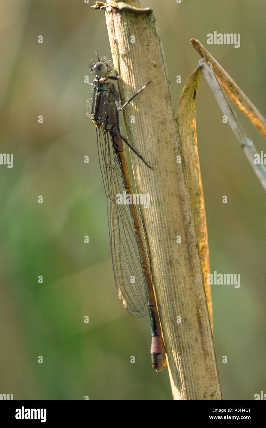 Female common blue damselfly Enallagma cyathigerium resting on reed in ...