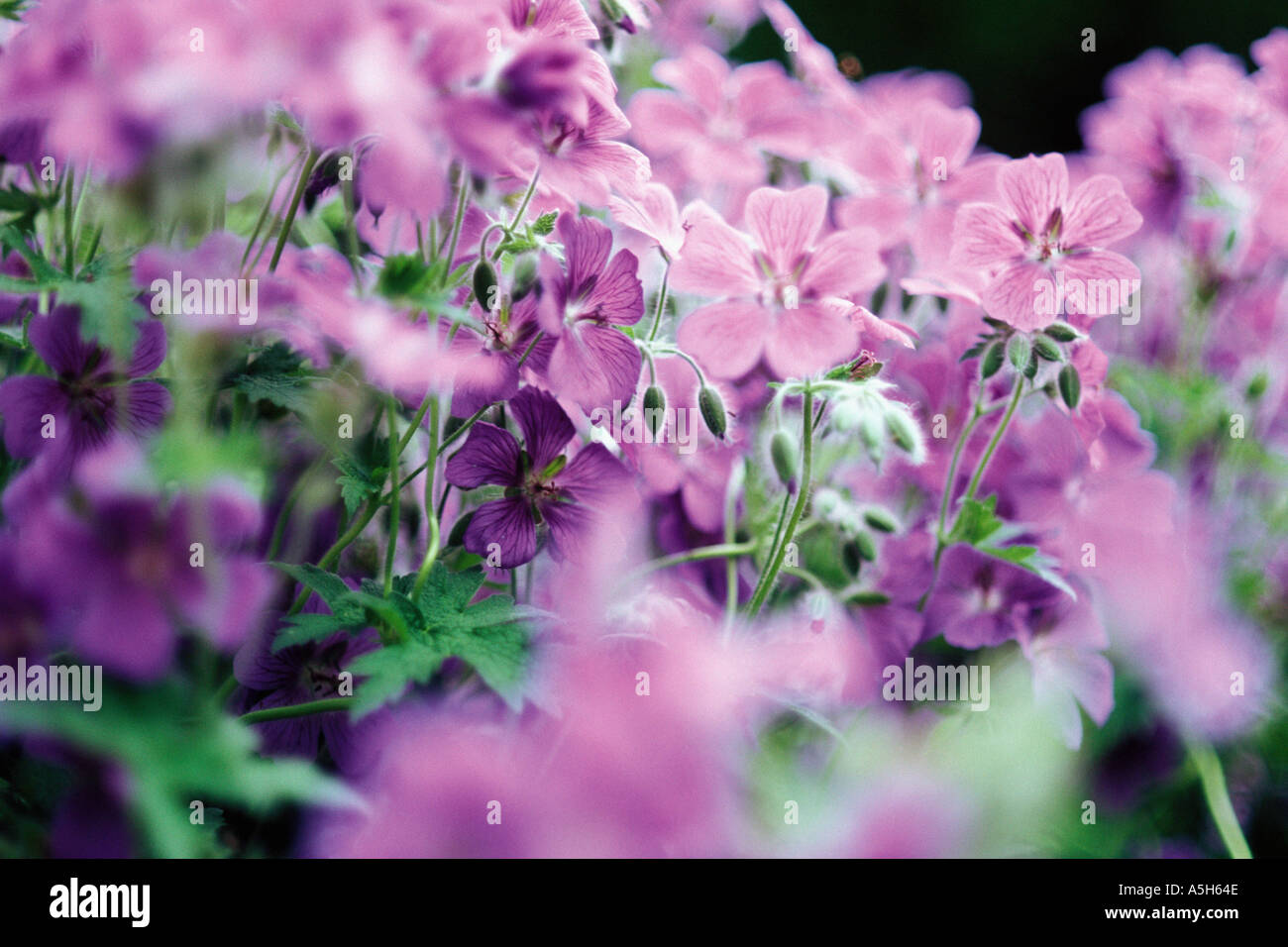 Geranium type hi-res stock photography and images - Alamy
