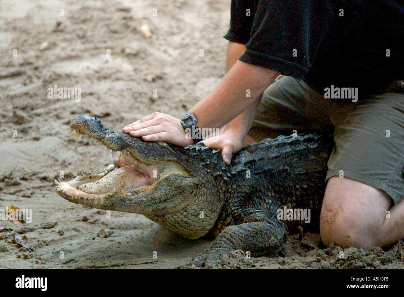 Man wrestling alligator in Silver Springs amusement park in Ocala Florida USA Stock Photo