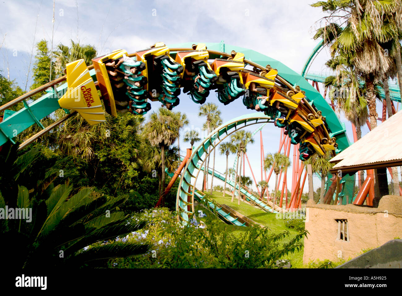Kumba roller coaster at theme park in Florida USA Stock Photo Alamy