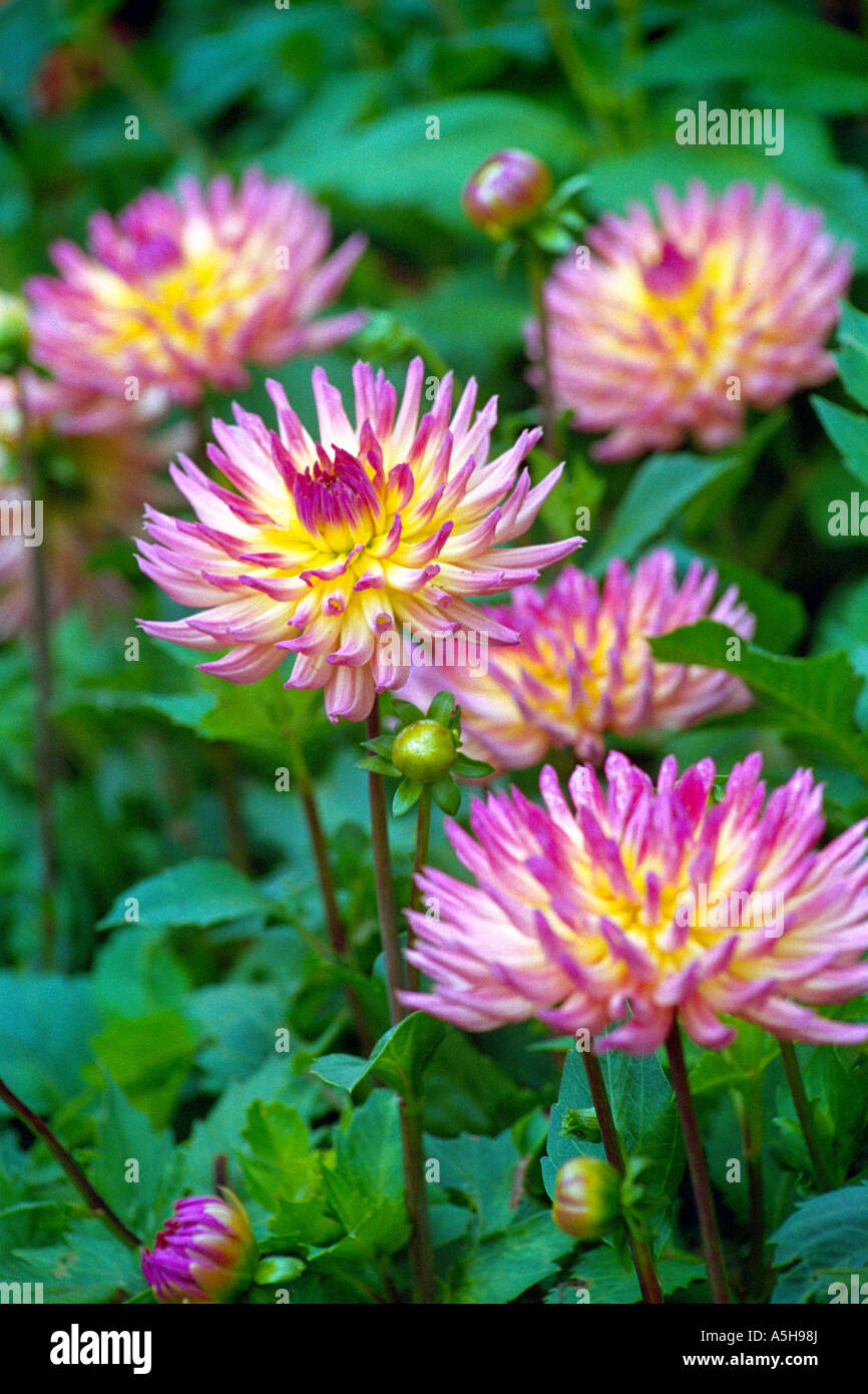 Spiky dahlia dahlias hi-res stock photography and images - Alamy
