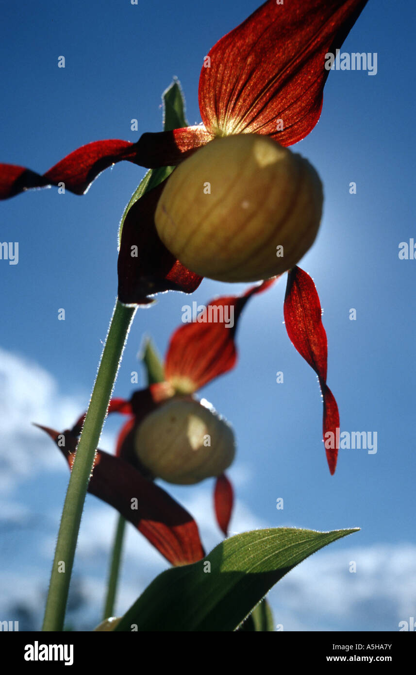 Calceolate Lady slipper orchid Cypripedium calceolus Stock Photo - Alamy
