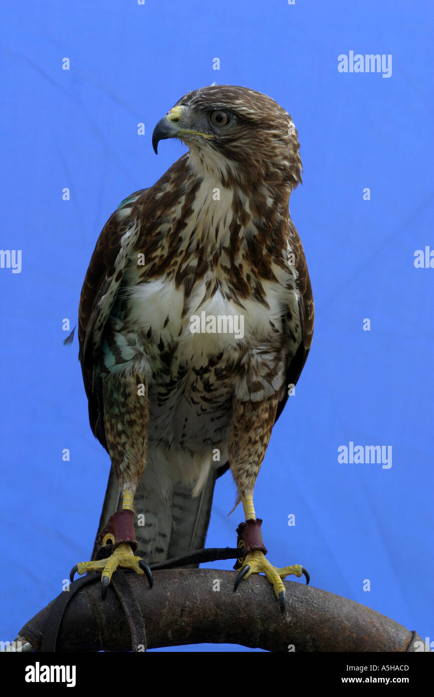 Buzzard images hires stock photography and images Alamy