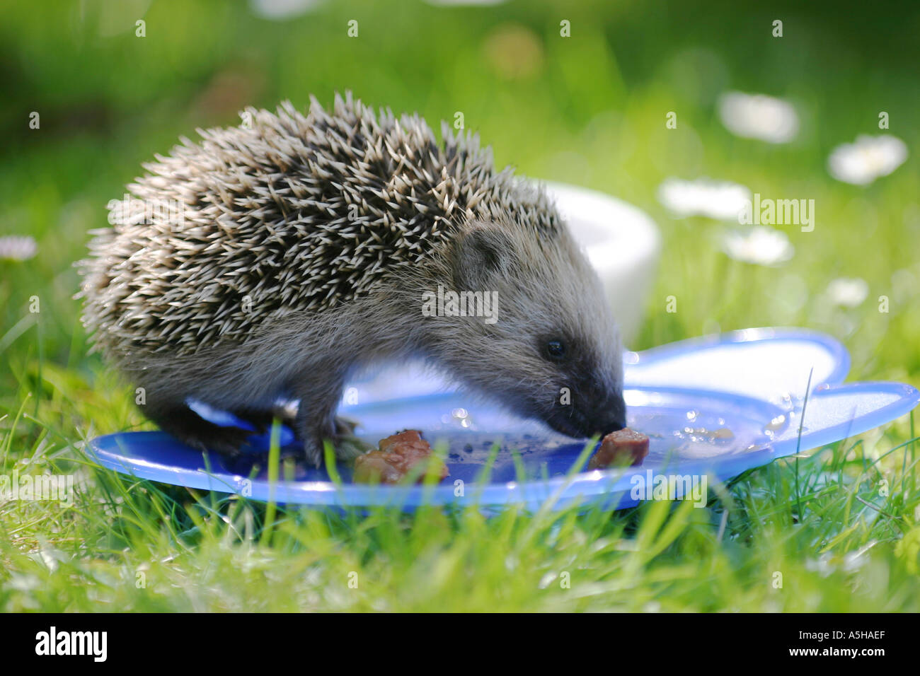 Hedgehog and cat hires stock photography and images Alamy