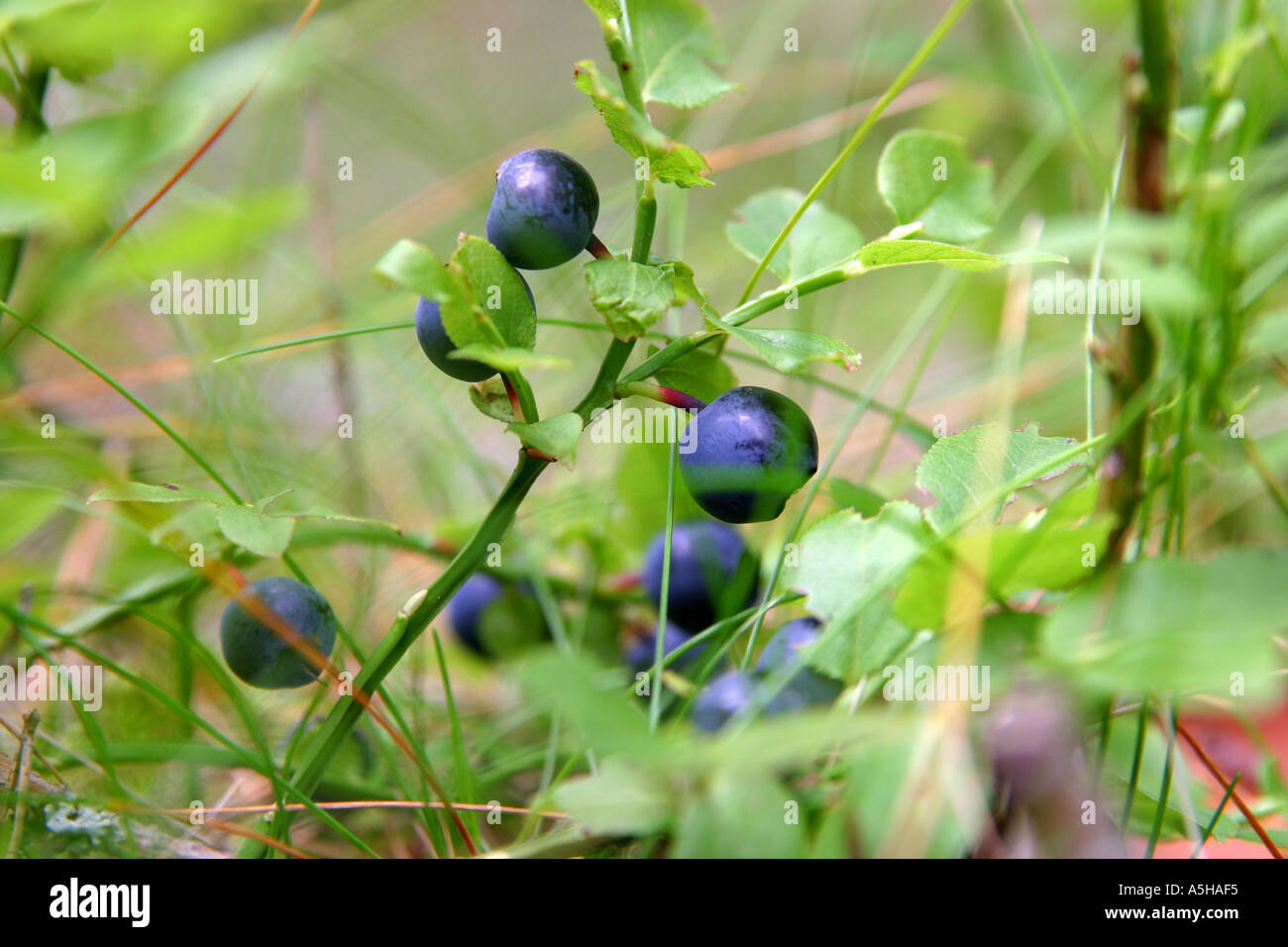 Blueberries in the Swedish woods Stock Photo