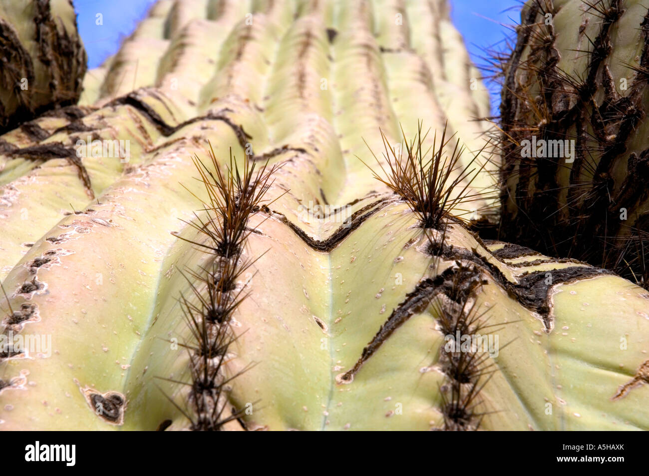 Closeup of part of a large saguaro cactus. Great natural colors, textures, patterns, and shapes. Camera: Nikon   D2x. Stock Photo