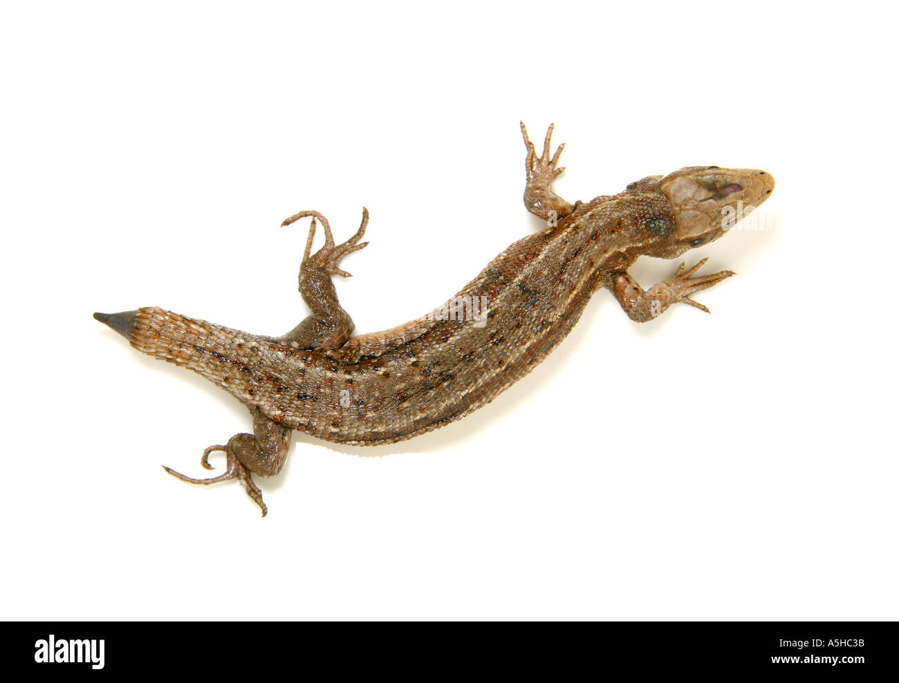 Lost its tail Cut Out Stock Images & Pictures Alamy