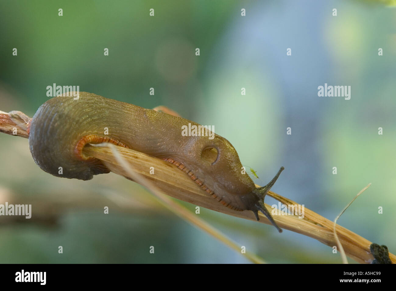 Garden Pests A slug with an aphid on it's head Stock Photo Alamy