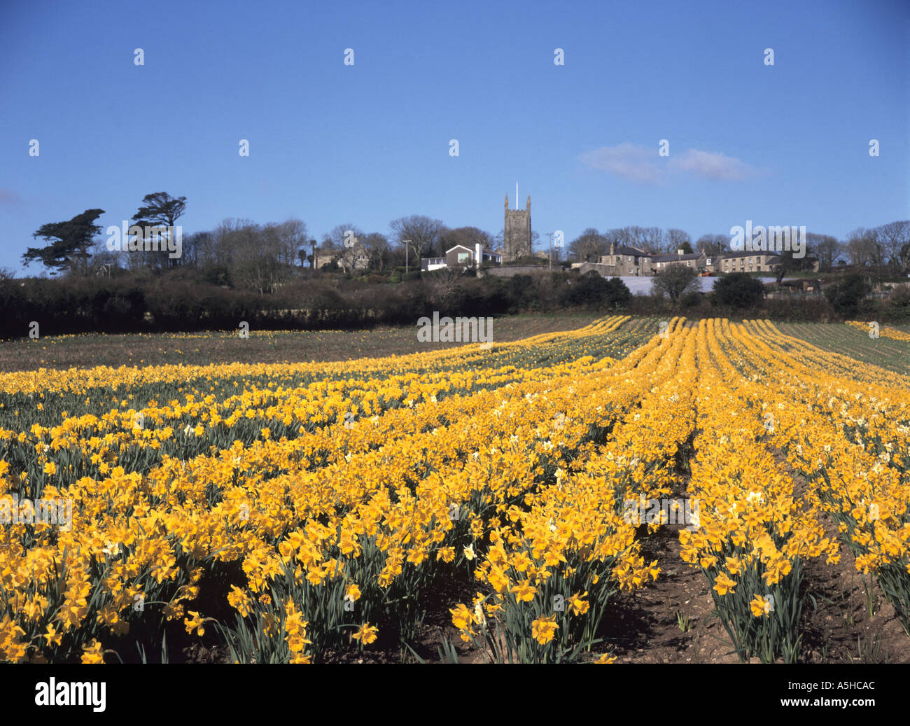 Field of daffodils at Ludgvan near Penzance in Cornwall, UK Stock Photo