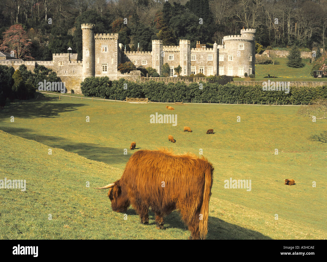 Highland cattle grazing in front of Caerhays Castle in Cornwall in the United Kingdom Stock Photo