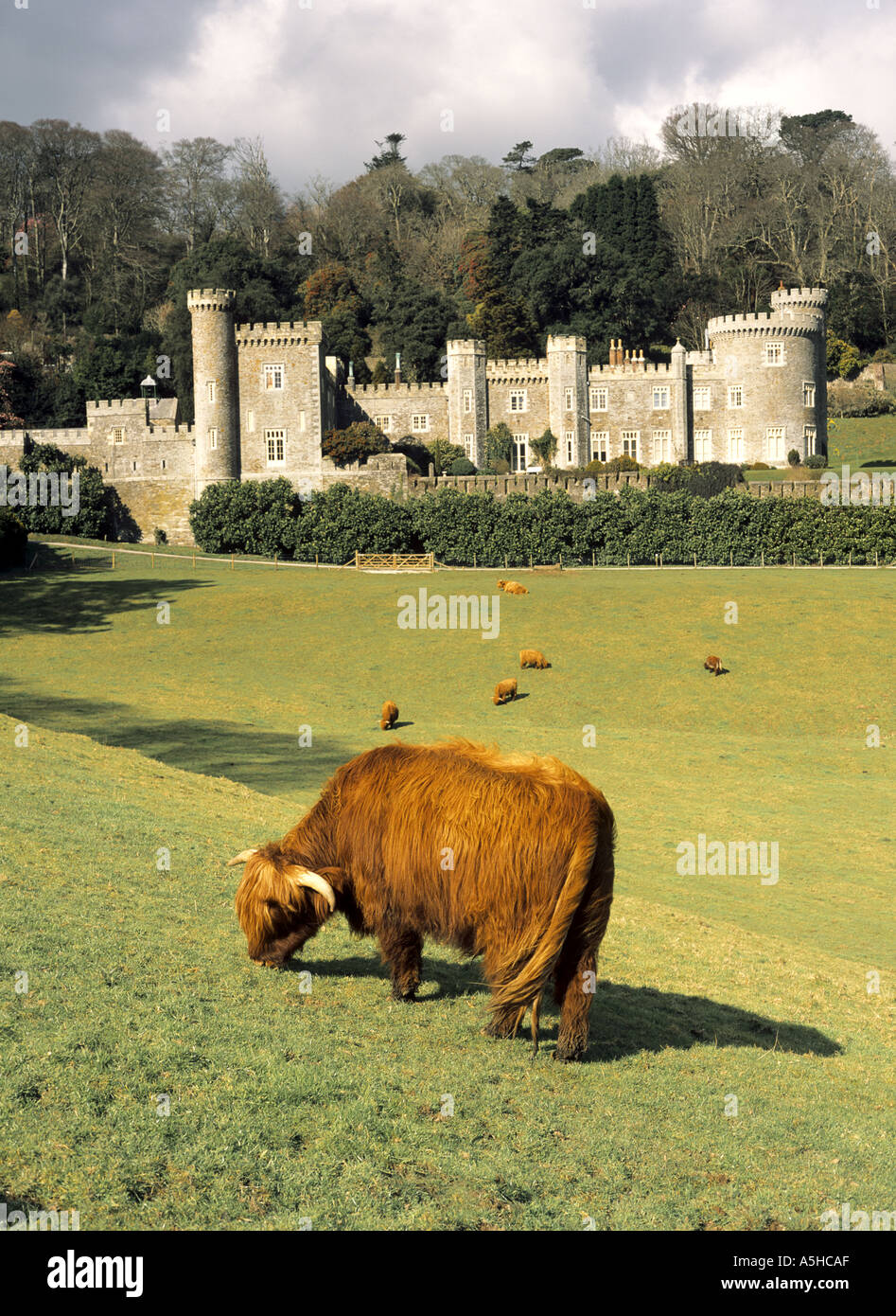Highland cattle grazing in front of Caerhays Castle in Cornwall in the United Kingdom Stock Photo