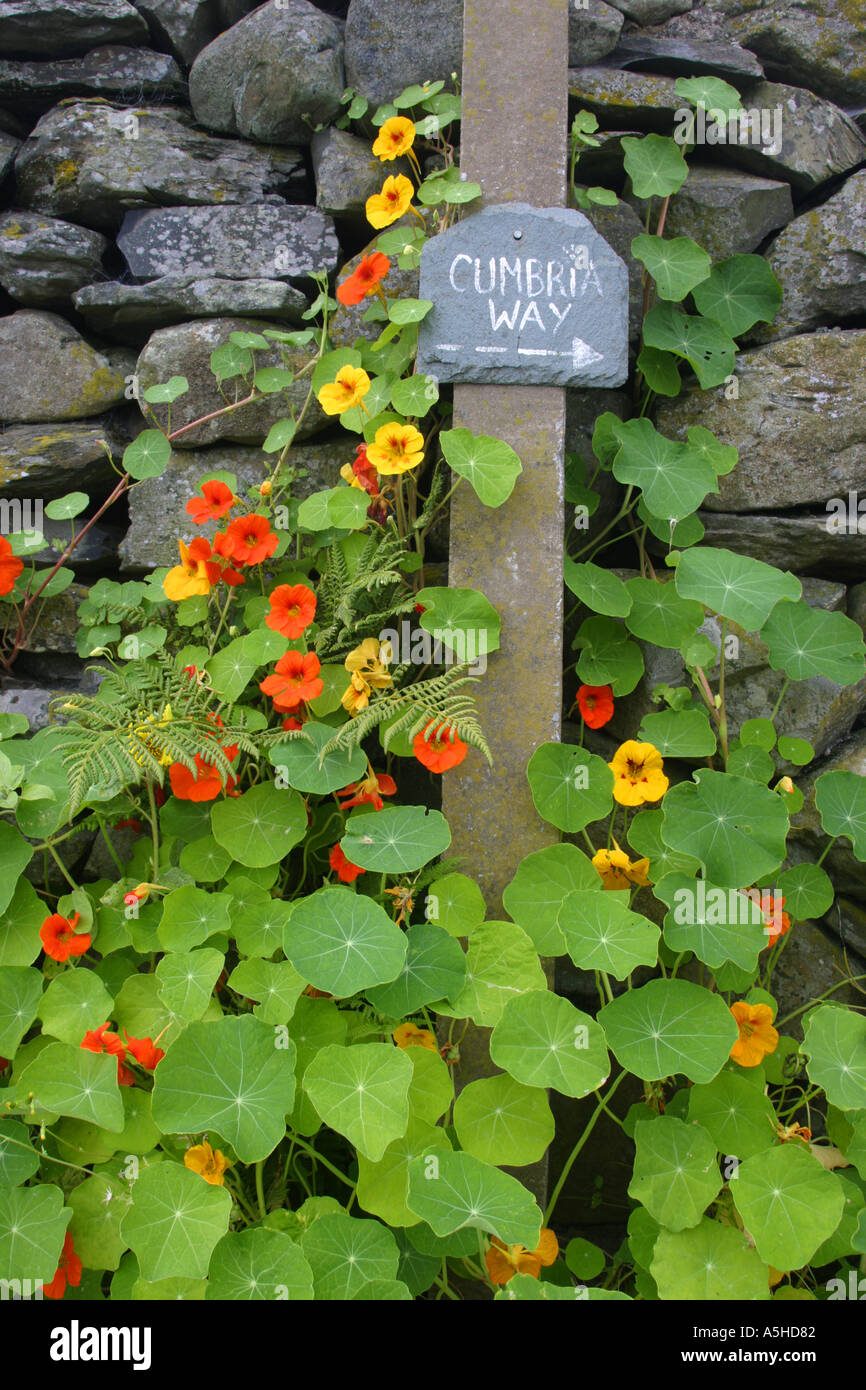 England Cumbria Gawthwaite Nasturtium and other flowers grow next to Cumbria Way sign and dry stone wall near Lake District Stock Photo