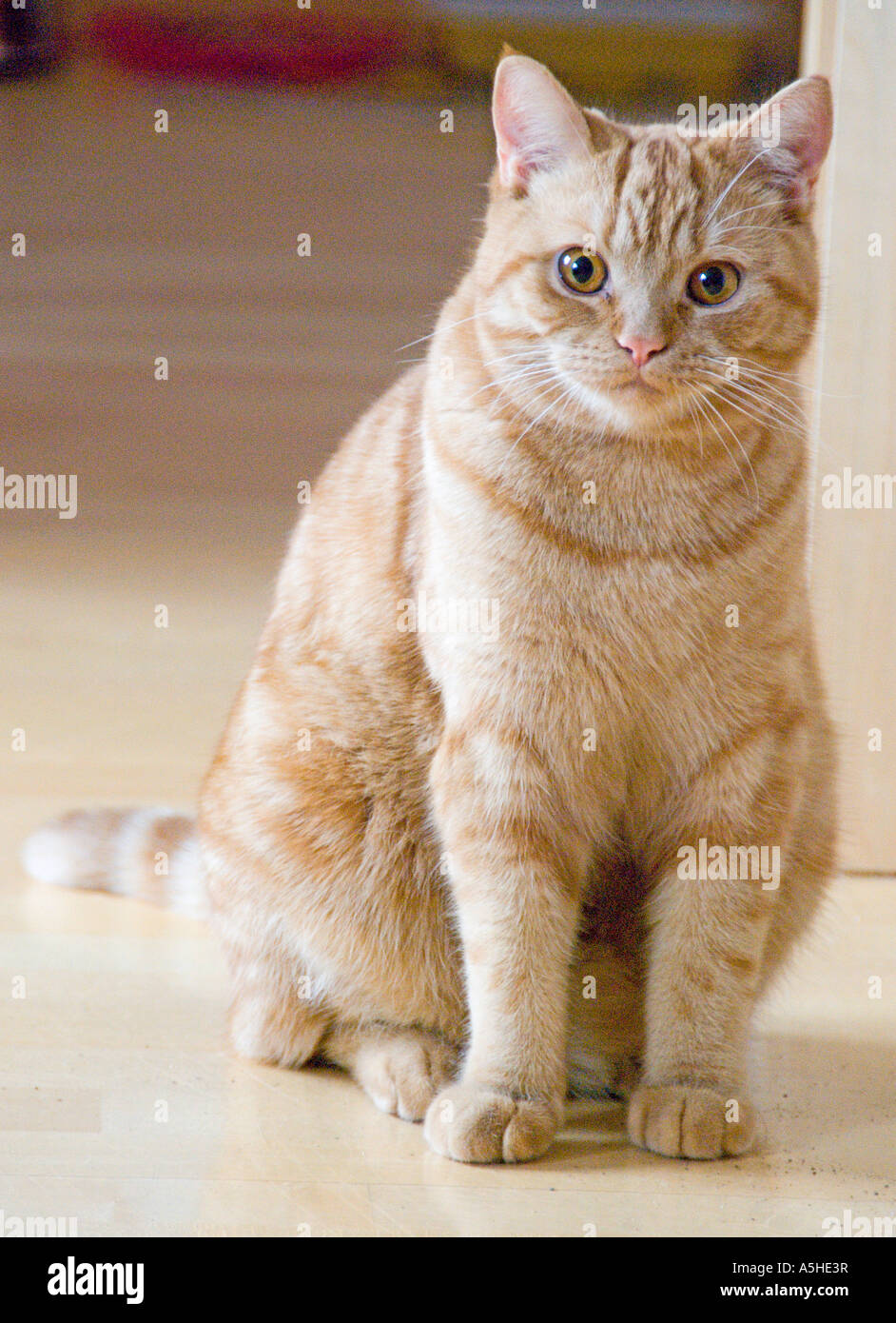 Ginger British Shorthair Cat Stock Photo - Alamy