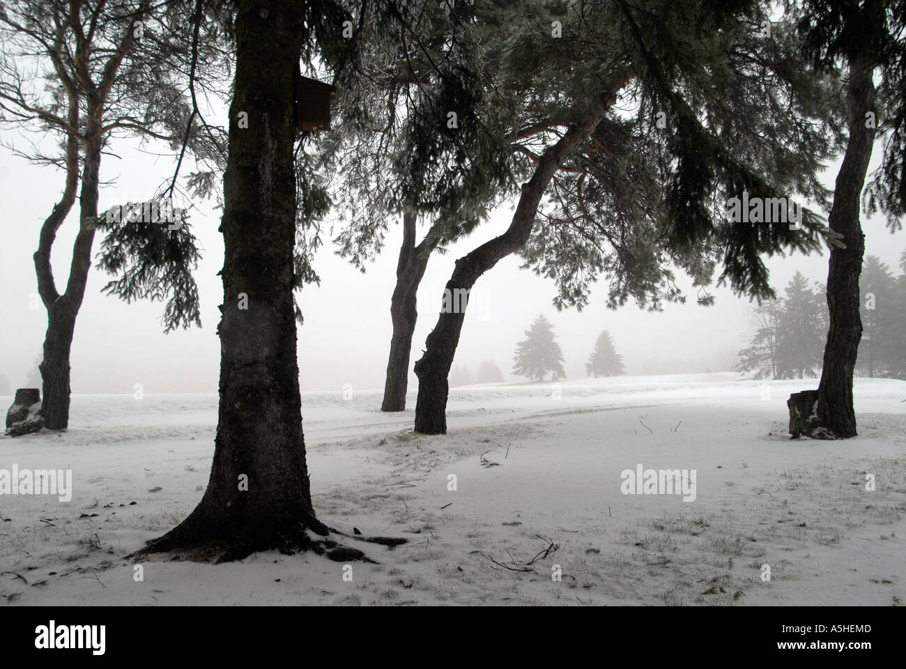 Winter trees dramatic silhouette Stock Photo