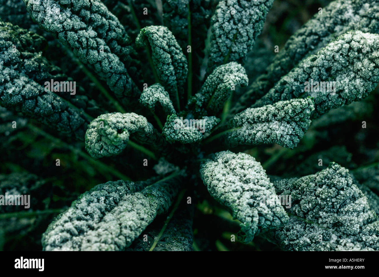 Kale in frost Stock Photo Alamy