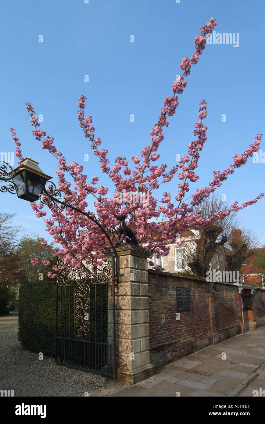 Salisbury Malmesbury House with entrance gate high brick wall and spring blossom Stock Photo Alamy