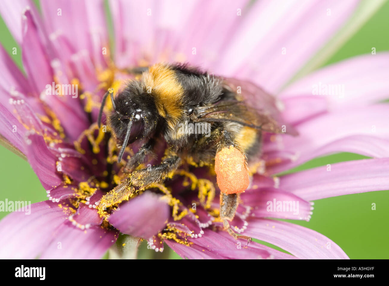 Bumble bee pollen sac hi-res stock photography and images - Alamy