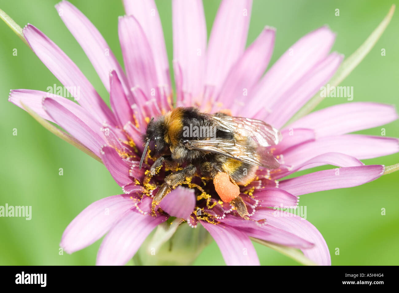Bumble bee pollen sac hi-res stock photography and images - Alamy