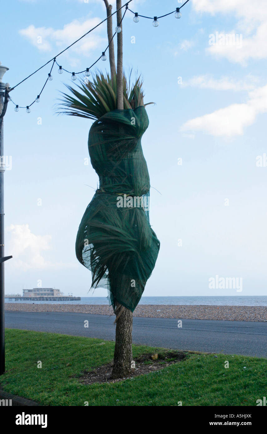 Palm trees wrapped up with horticultural fleece protecting them against cold weather on seafront in Worthing, West Sussex. Stock Photo