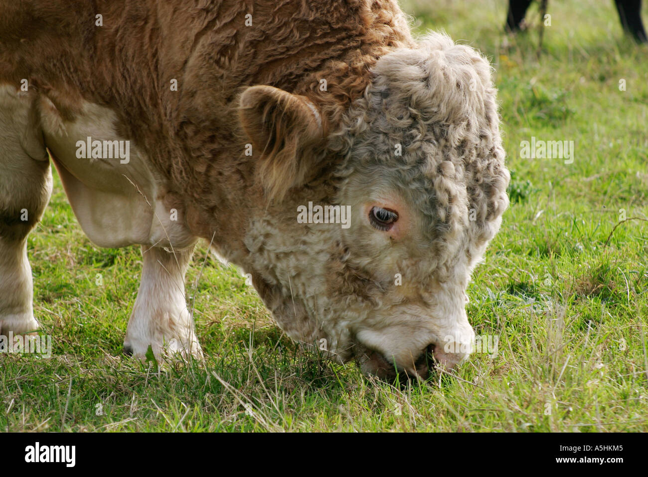 Hereford Bull with ring through nose Stock Photo Alamy