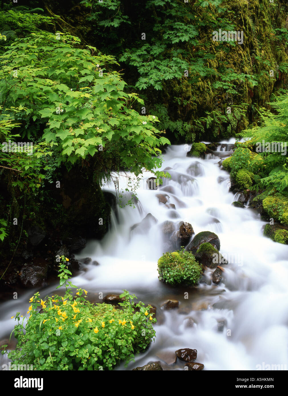 Spring wildflowers bloom in Oregon's Wahkeena Creek and the Columbia ...
