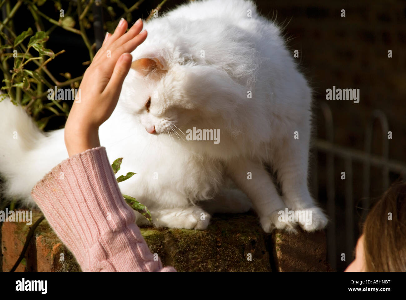 cat white birman Stock Photo