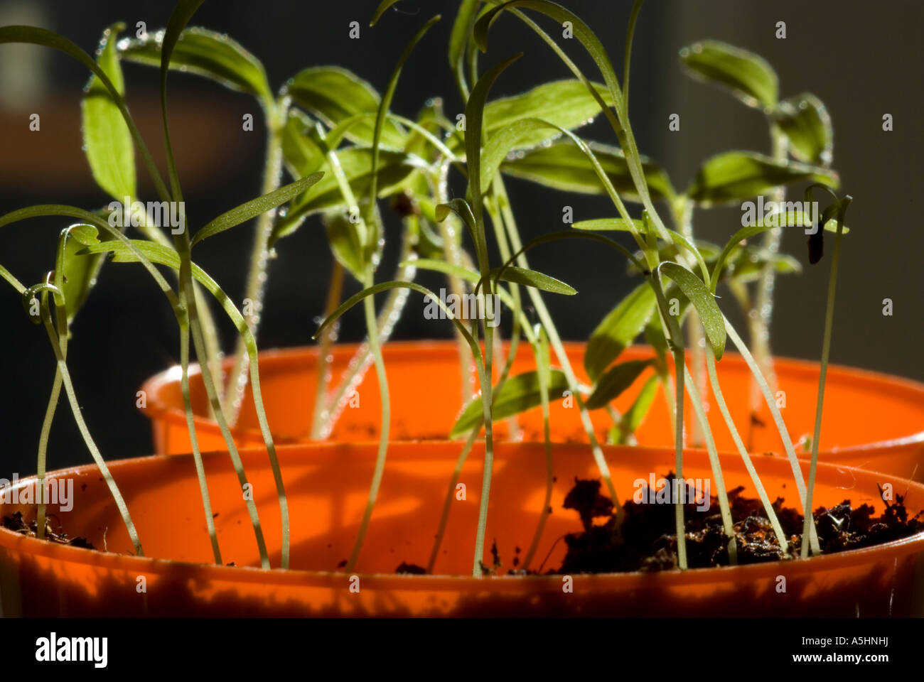 seedlings backlit Stock Photo