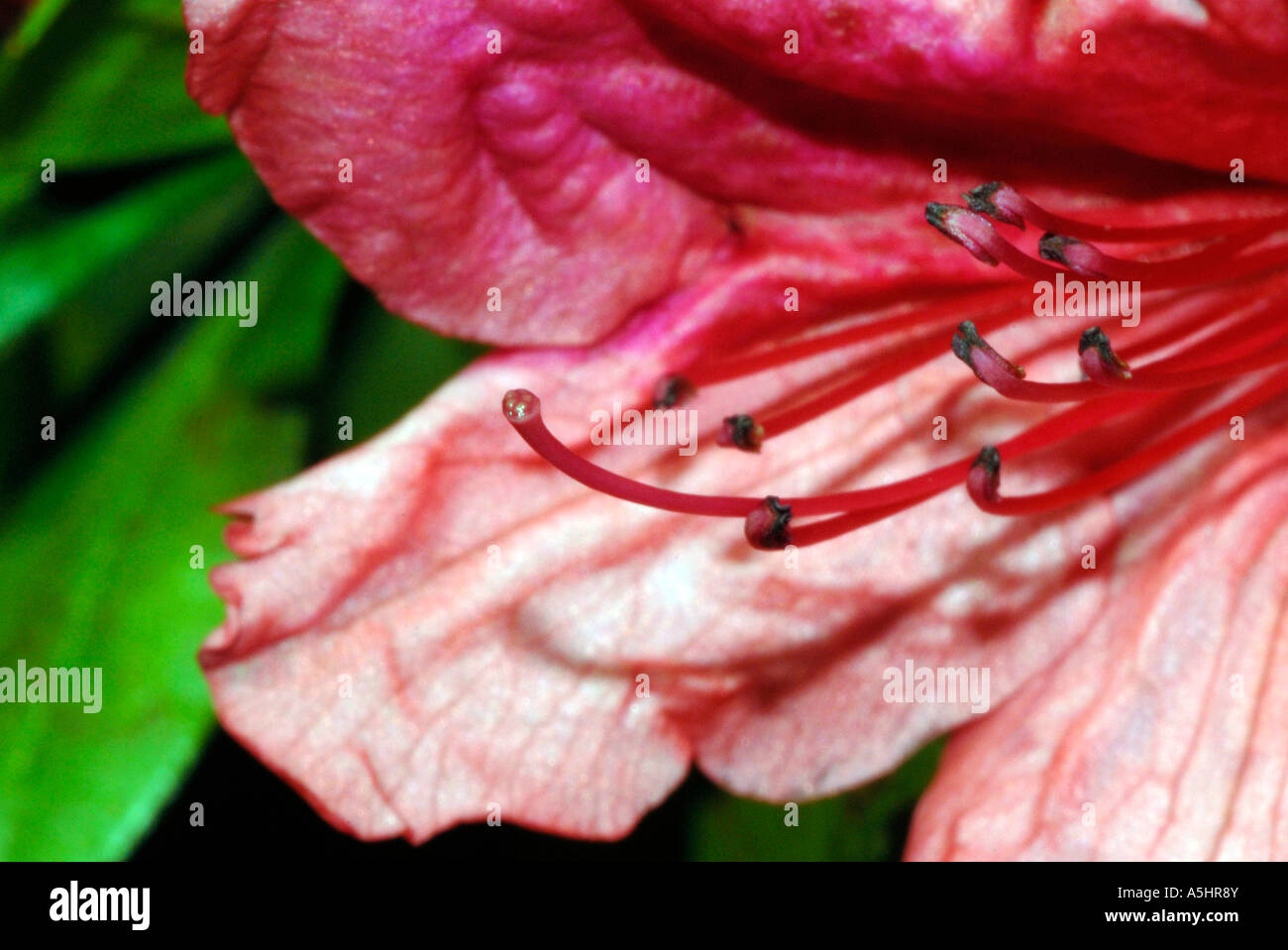 Pistils of Flower Camellia Petals Detail Close Up Stock Photo