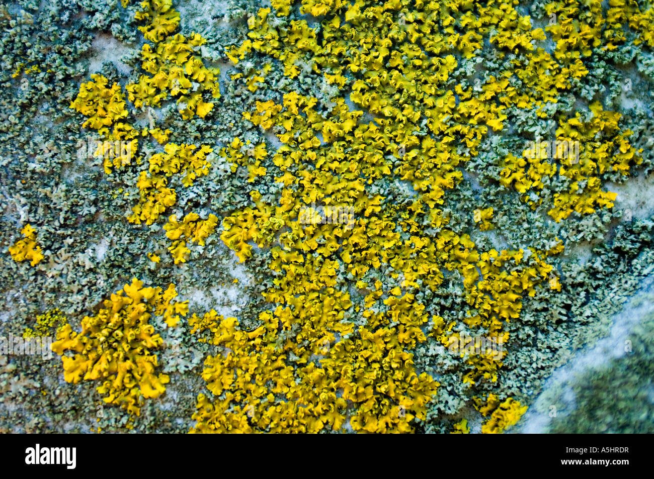 Lichens growing on a tombstone in a cemetery Stock Photo
