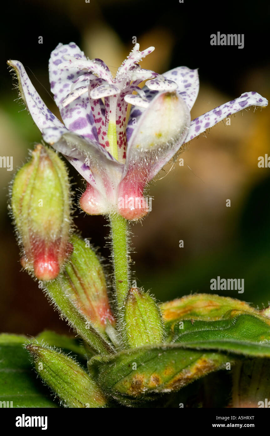 Closeup photo of a toad lily flower Tricyrtis latifolia Stock Photo