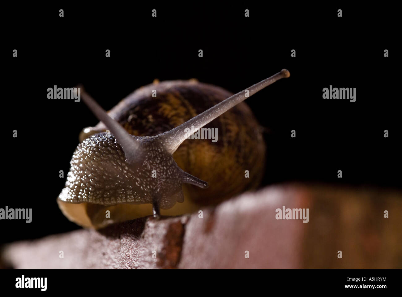 Common garden snail at nightHelix Aspersa Stock Photo Alamy