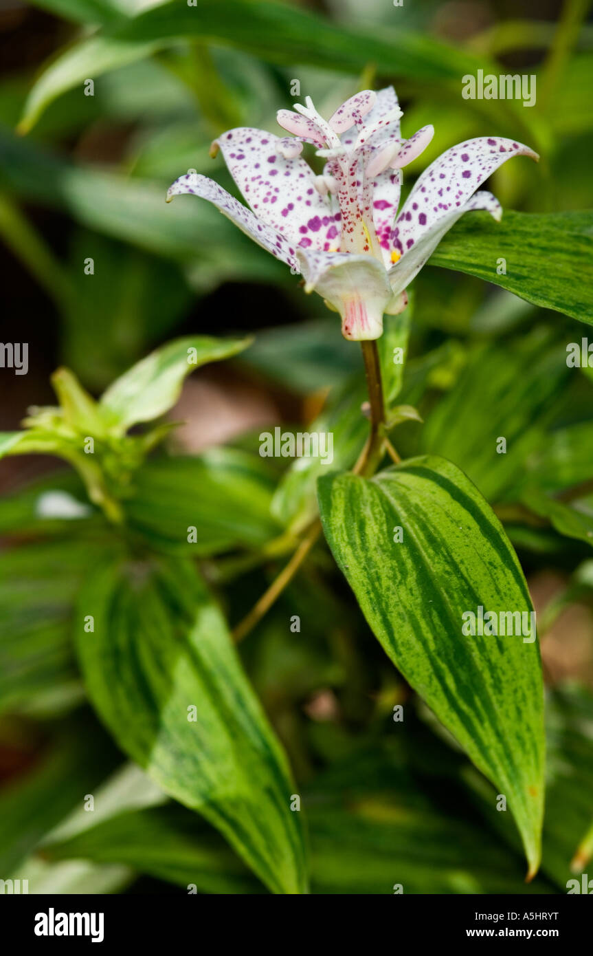 Closeup of a toad lily flower Tricyrtis latifoliagarden Stock Photo