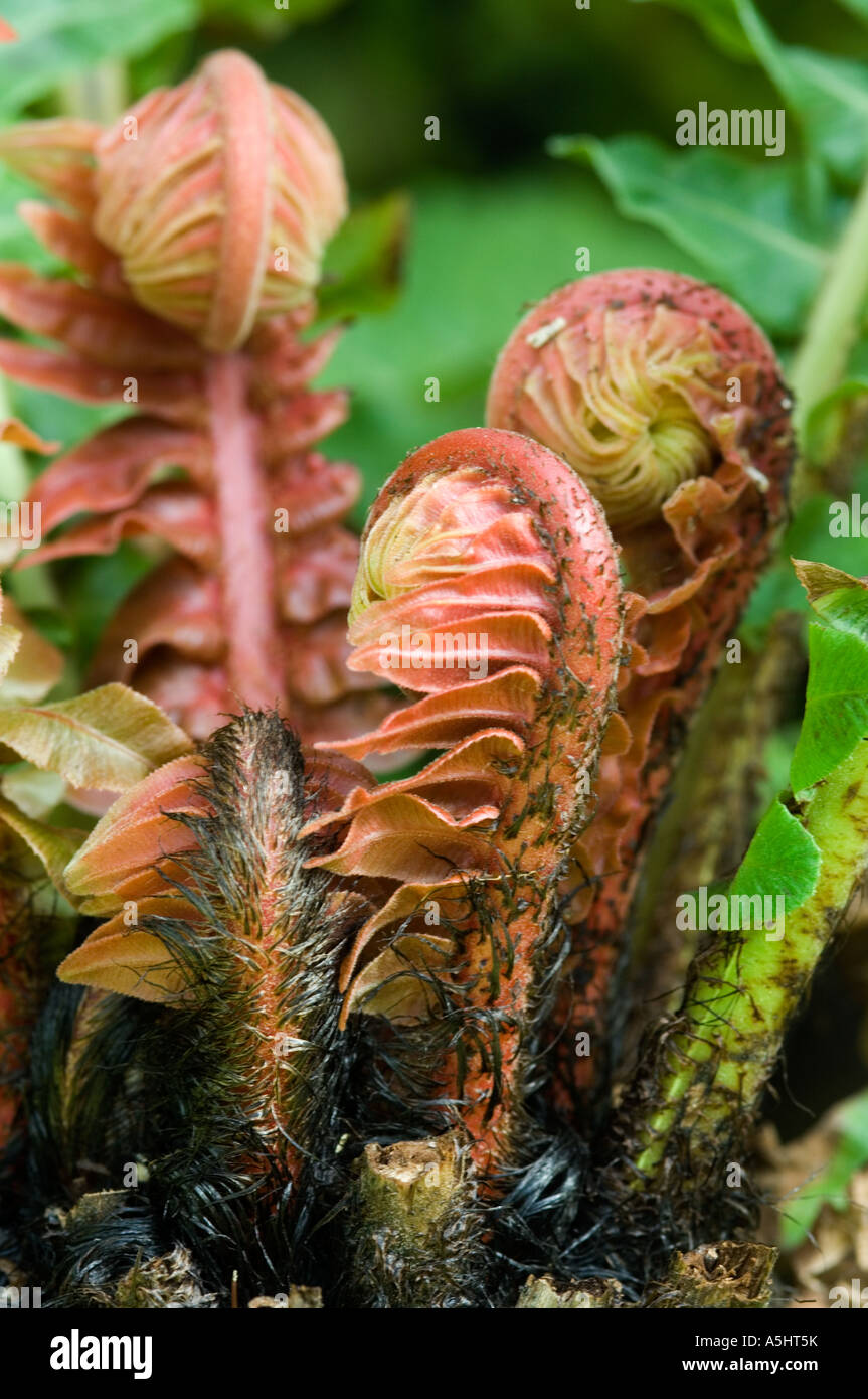 Closeup of emerging fern fronds Stock Photo