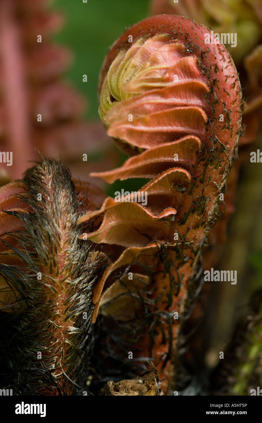 Closeup of emerging fern fronds Stock Photo